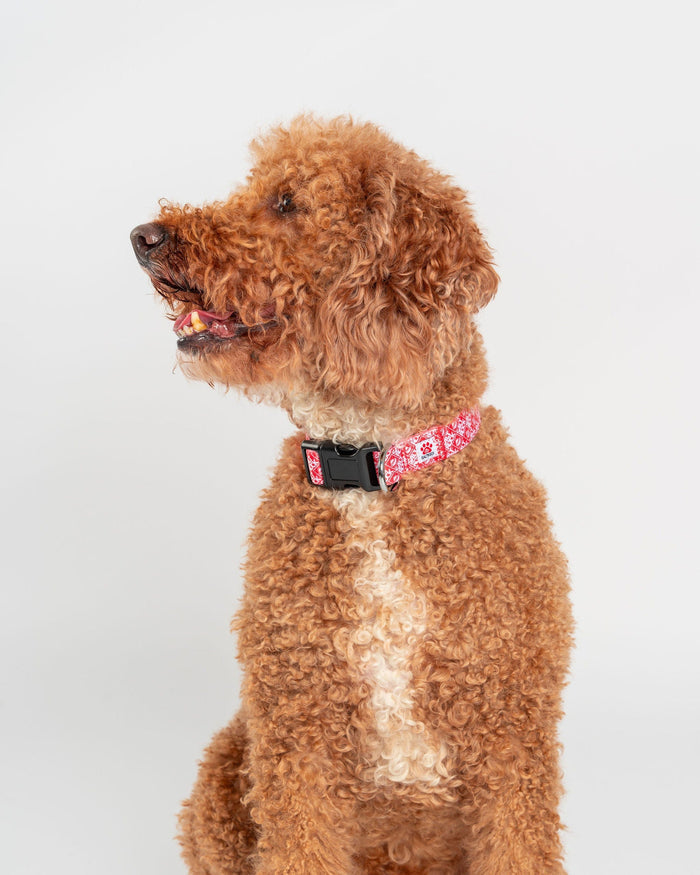 Corp Dog Collar in Red