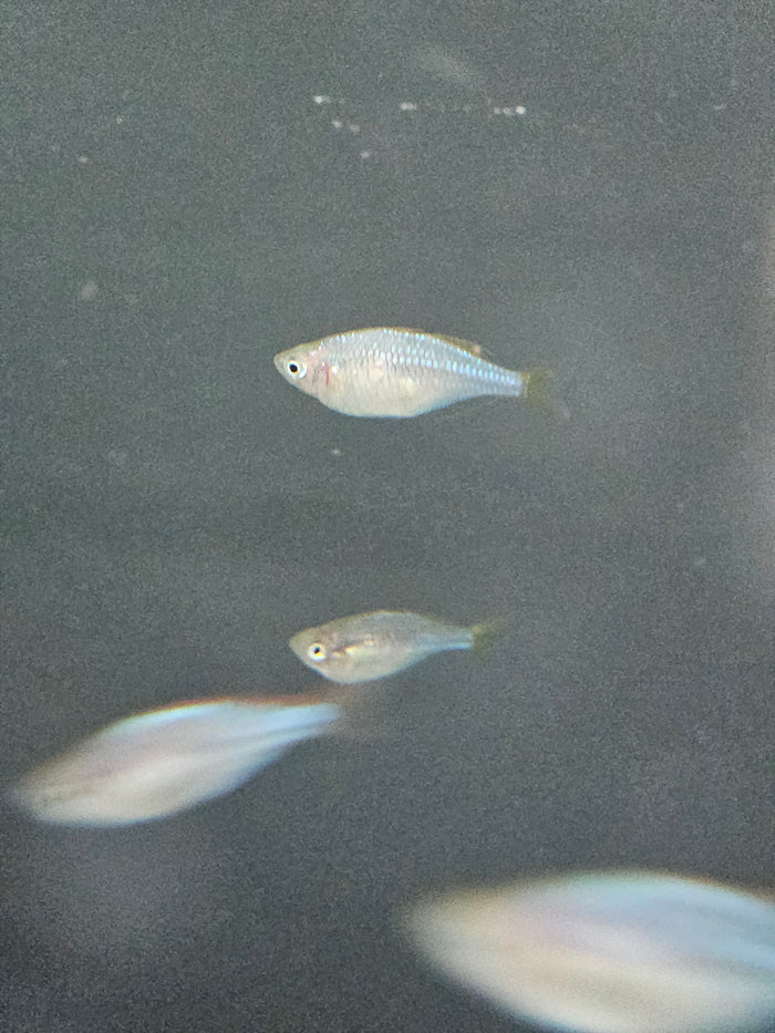 Three Dwarf Praecox Rainbow fish swimming in a dark water environment