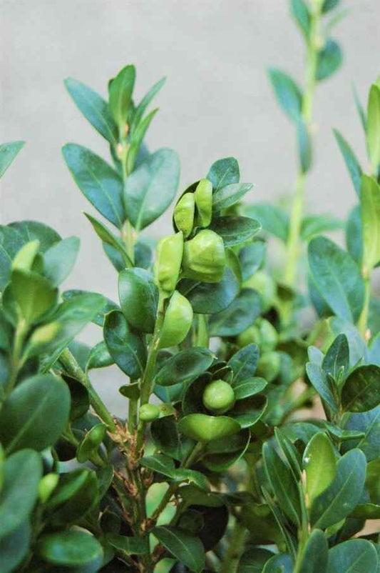 Bergamot & Boxwood - Premium Fragrance Oil