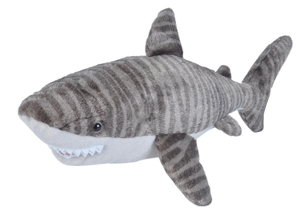 CK Mini Tiger Shark