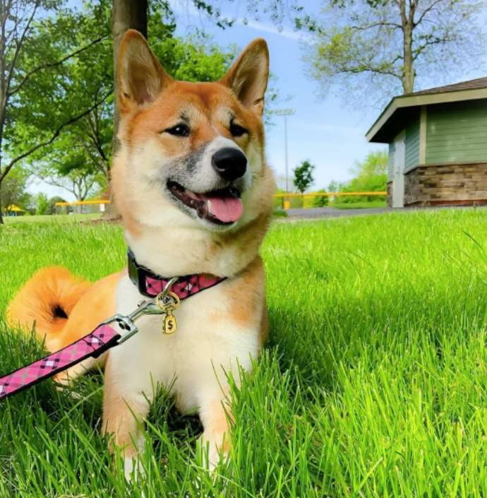 BIAS-PLAID-PINK-DOG-COLLAR-LEASH